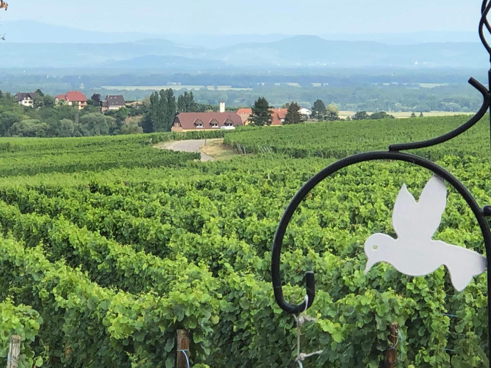 Gite C'est Beau la Vie Alsace Riquewihr Extérieur photo